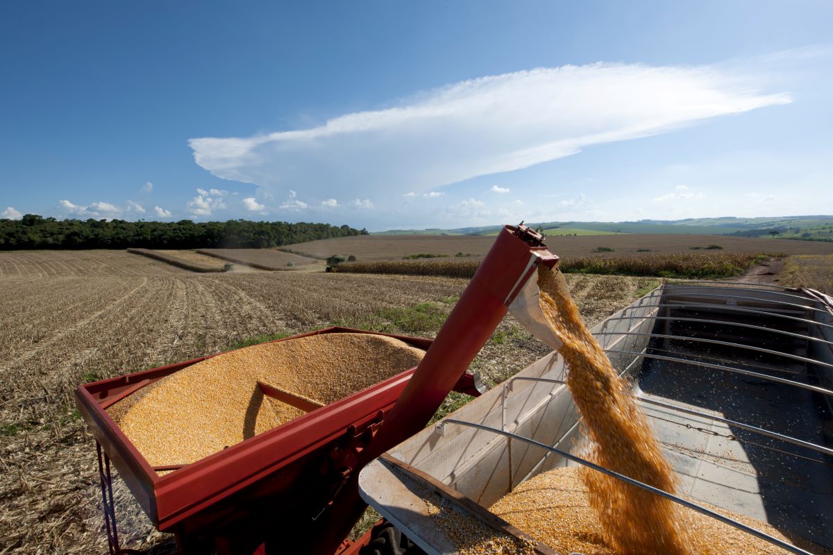 Para o milho, Anec elevou projeção de julho de 4,14 milhões para 4,18 milhões de toneladas - Foto: Adobe Stock