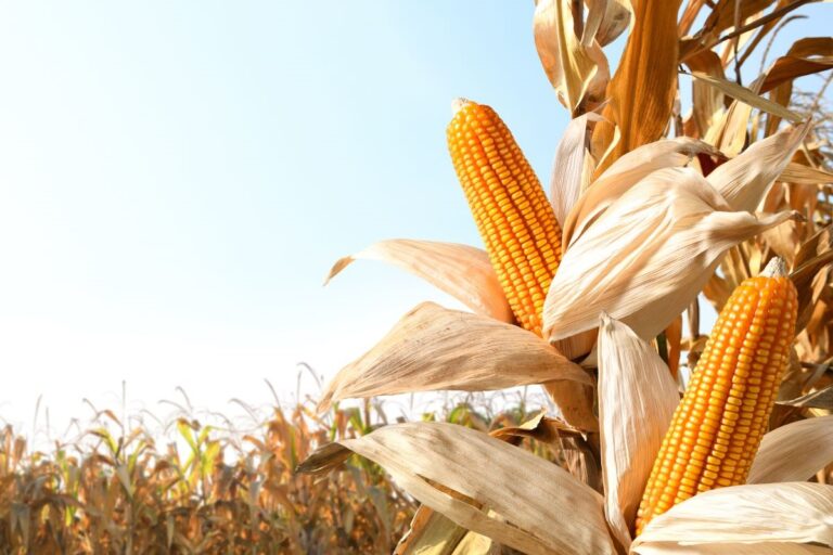 Deral: colheita de milho safrinha atinge 53% no PR; plantio de trigo é concluído