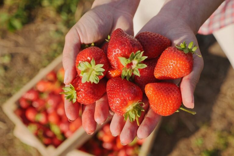 Receita do morango do amor eleva em 107% o preço da fruta