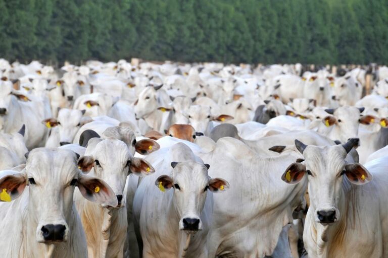 Pecuária de corte ganha nova entidade nacional
