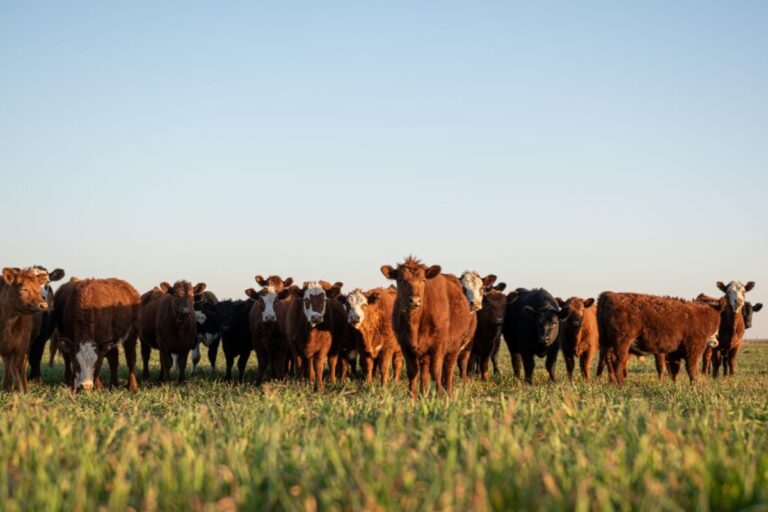 Licenciamento ambiental: qual o impacto para o produtor rural?