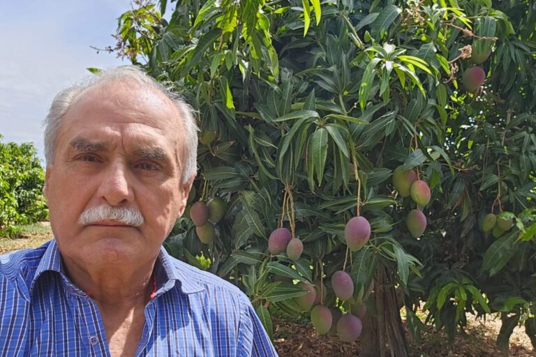 Agricultor teme enterrar safra de manga após tarifa: ‘é desolador’, diz