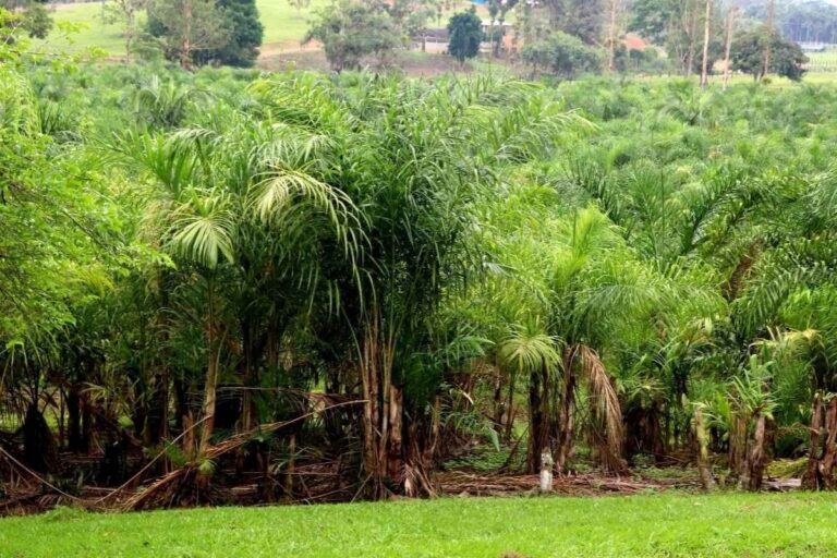 Pupunha gera renda para agricultura familiar no Paraná