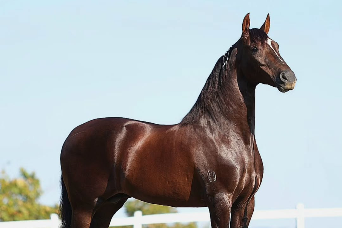 Cavalo avaliado em R$ 12 milhões morreu após consumir ração da Nutratta, segundo haras. Foto: Quantumdealcateia/Instagram/Reprodução