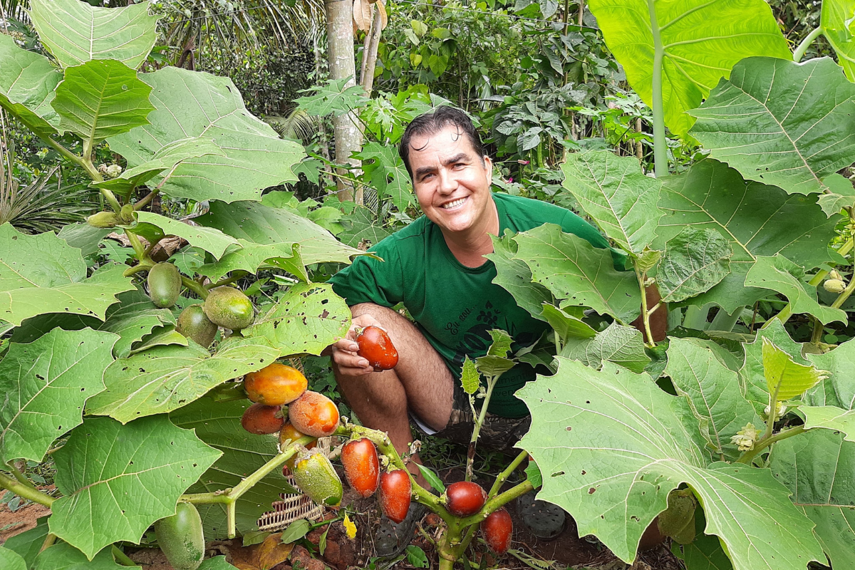 Foto: Sítio PANC/Divulgação