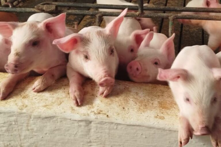 Suinocultura paulista investe em genética e sustentabilidade para ganhar mercados