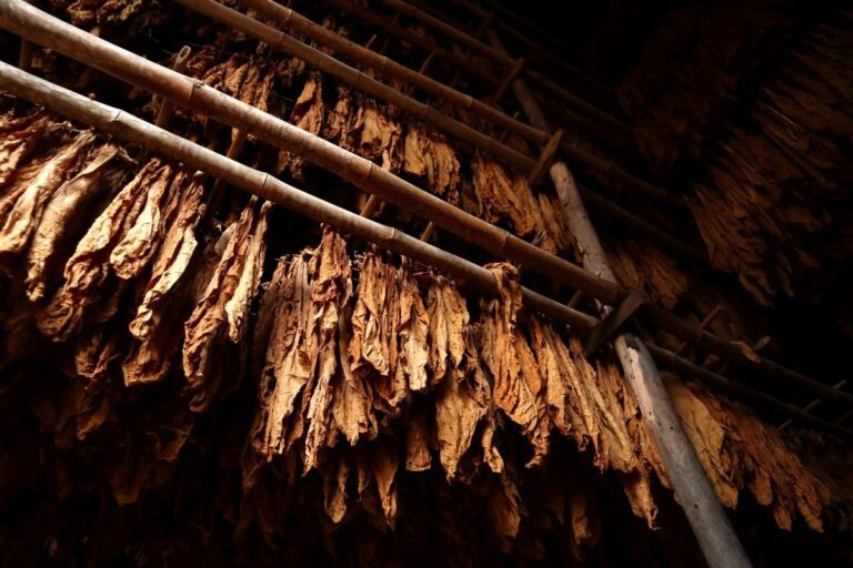 Sindicato espera 'redução drástica' de tabaco exportado aos EUA após tarifaço