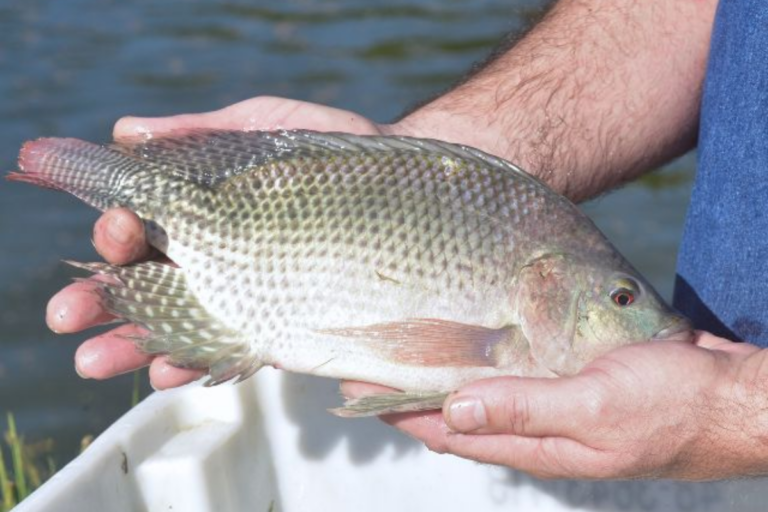 Por que esse peixe cresce tão rápido?