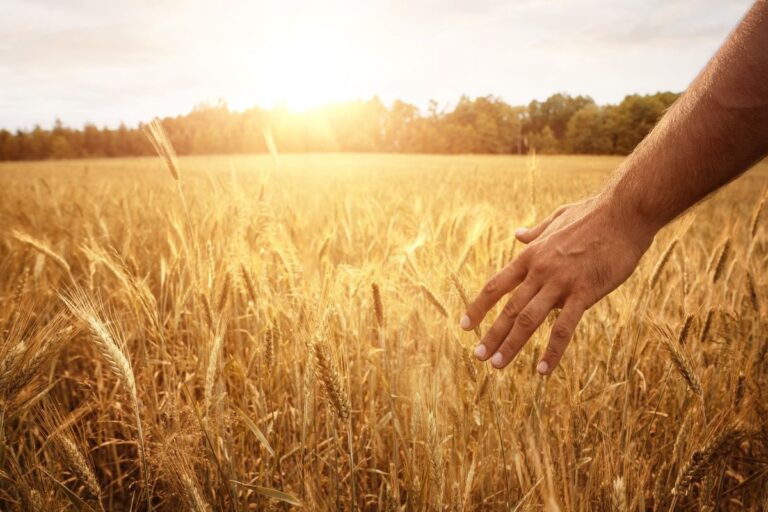Preço do trigo cai e se soma a um mercado agrícola pressionado