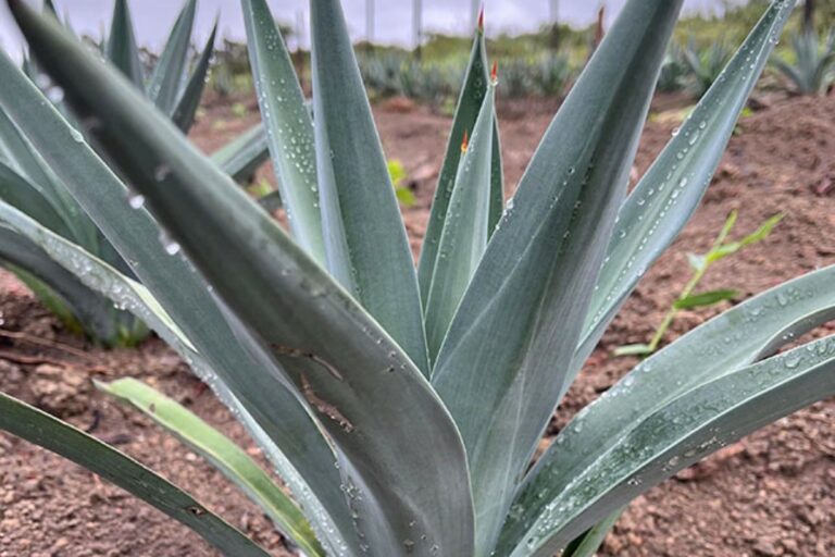 Embrapa quer usar planta da tequila para produzir etanol