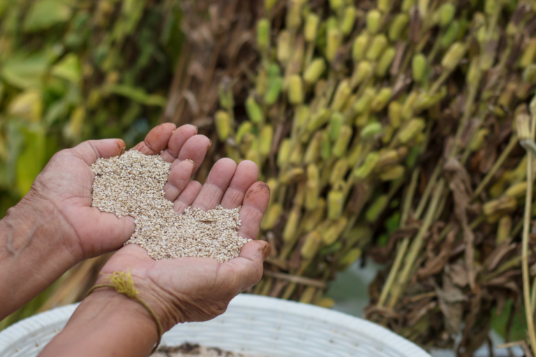 Brasil poderá exportar gergelim para África do Sul