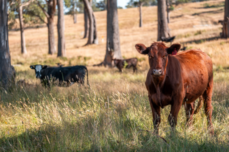 China pode exigir regra ambiental da UE para carne