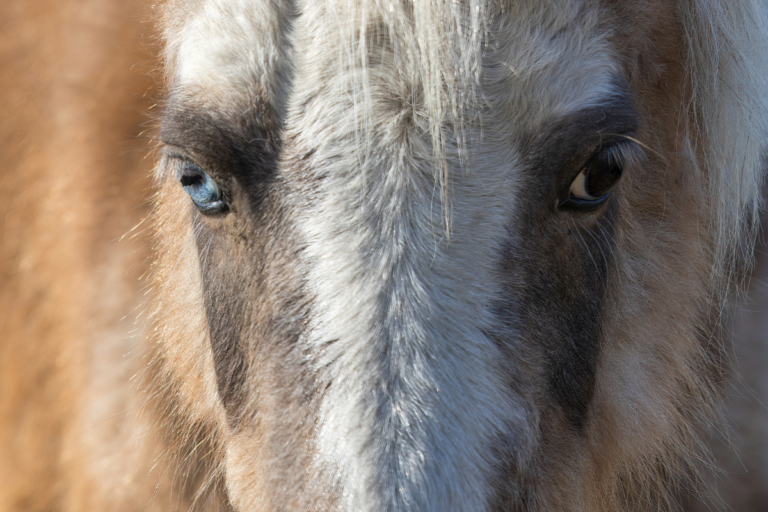 Olhos de cores diferentes em cavalos: entenda o que é a heterocromia
