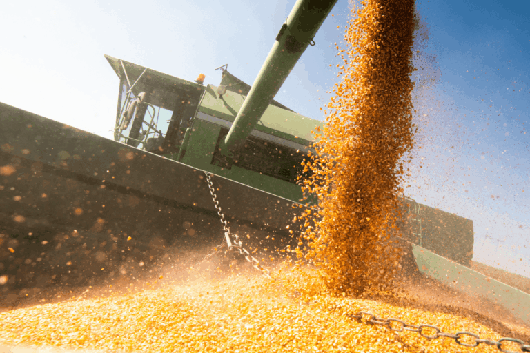 Milho: Brasil deve colher 140 milhões de toneladas em 25/26, estima Datagro