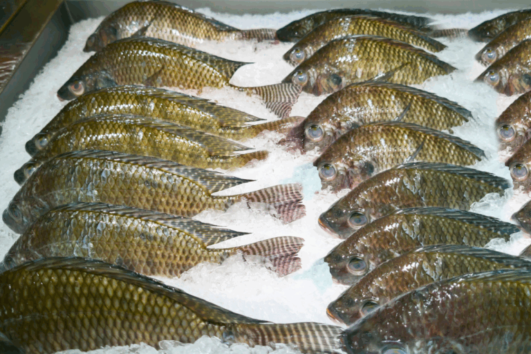 Preços da tilápia têm novas baixas em julho