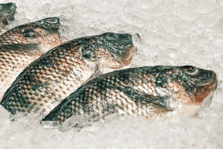 Tarifas: setor de pescados quer prioridade na liberação do crédito anunciado