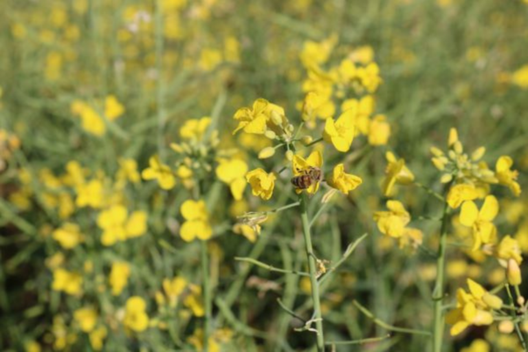 RS: clima impulsiona lavouras de canola e aumenta apicultura migratória