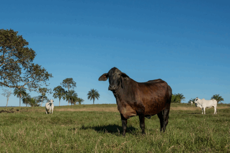 MT: rebanho bovino cai 2% em 2025 e matrizes atingem menor participação