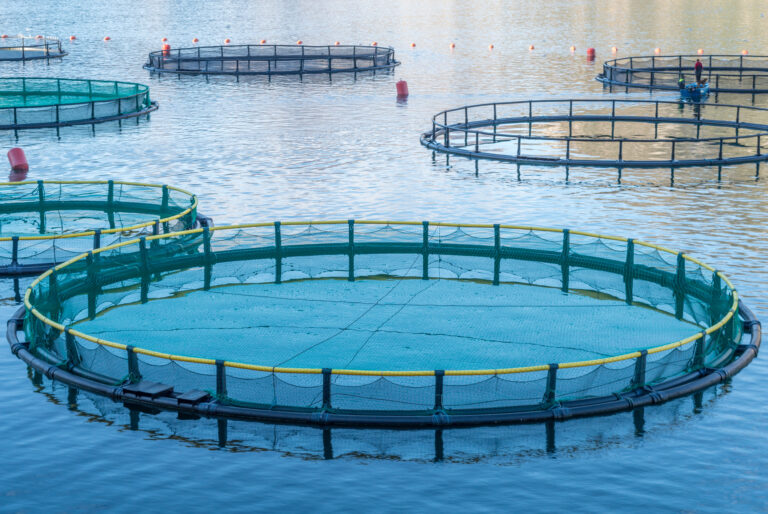 Tanque-rede ou escavado: qual o melhor para a criação de peixes?