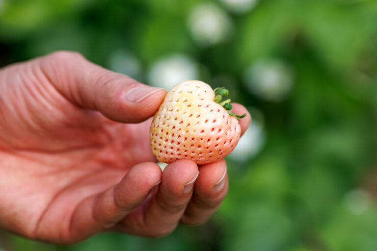 Conheça o morango branco e saiba por que seu sabor é único