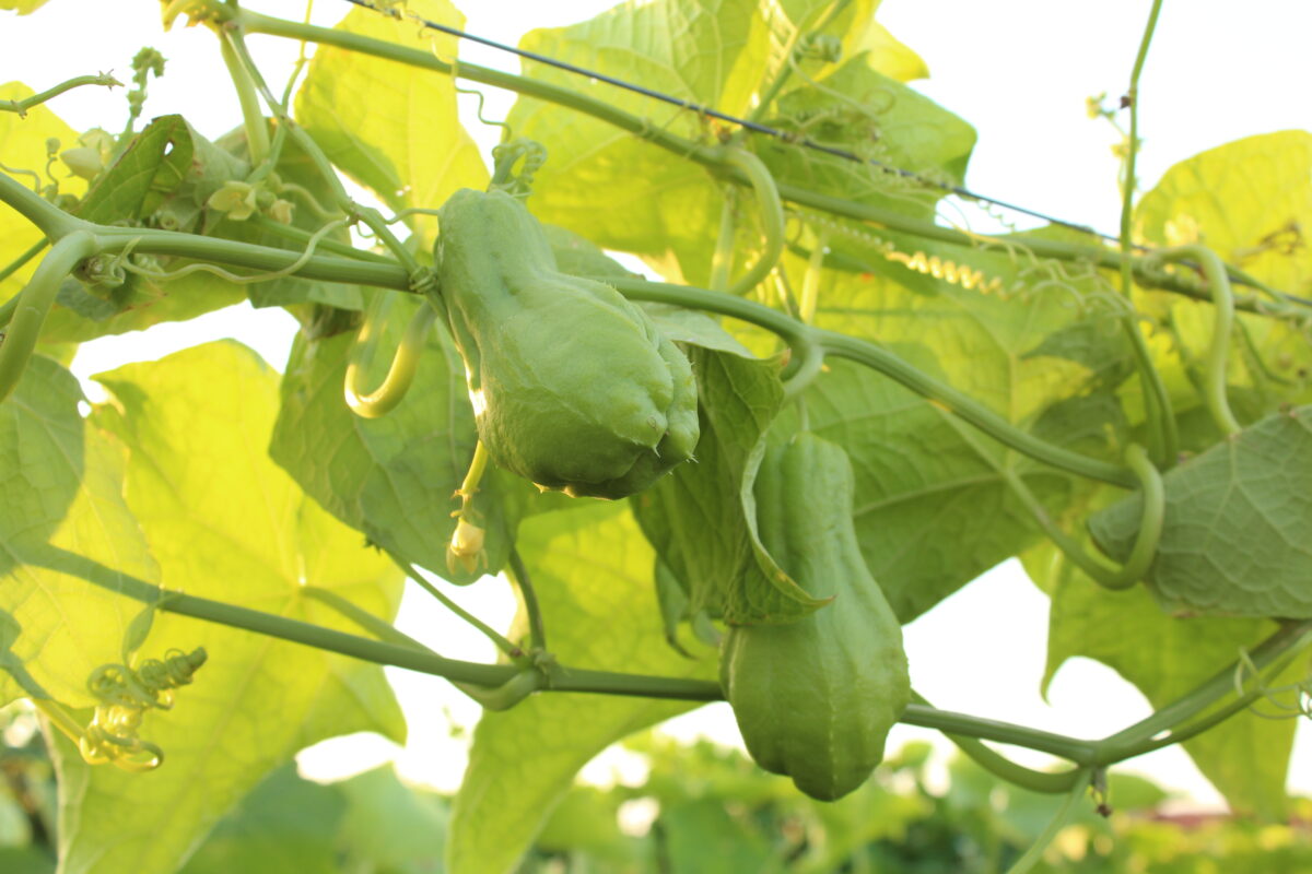 cultivar chuchu