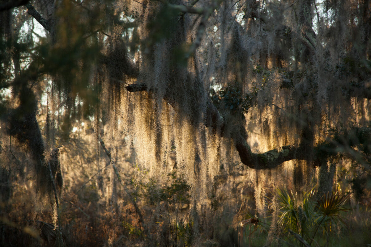 Foto: Adobe Stock