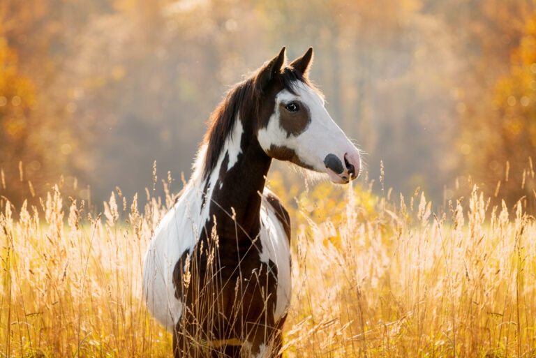 Conheça o cavalo que mais parece uma pintura