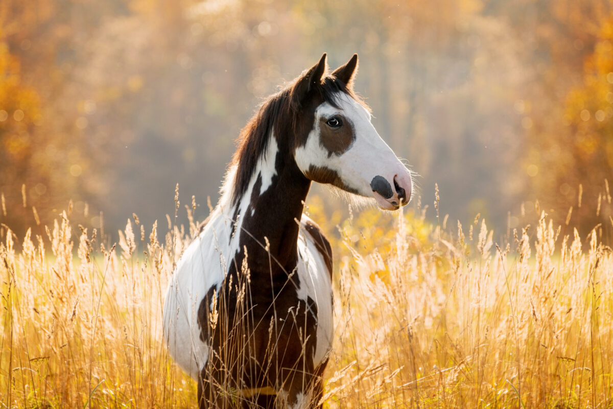 Foto: Adobe Stock