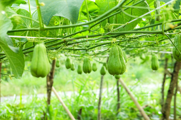 Você sabe como cultivar chuchu com sucesso?
