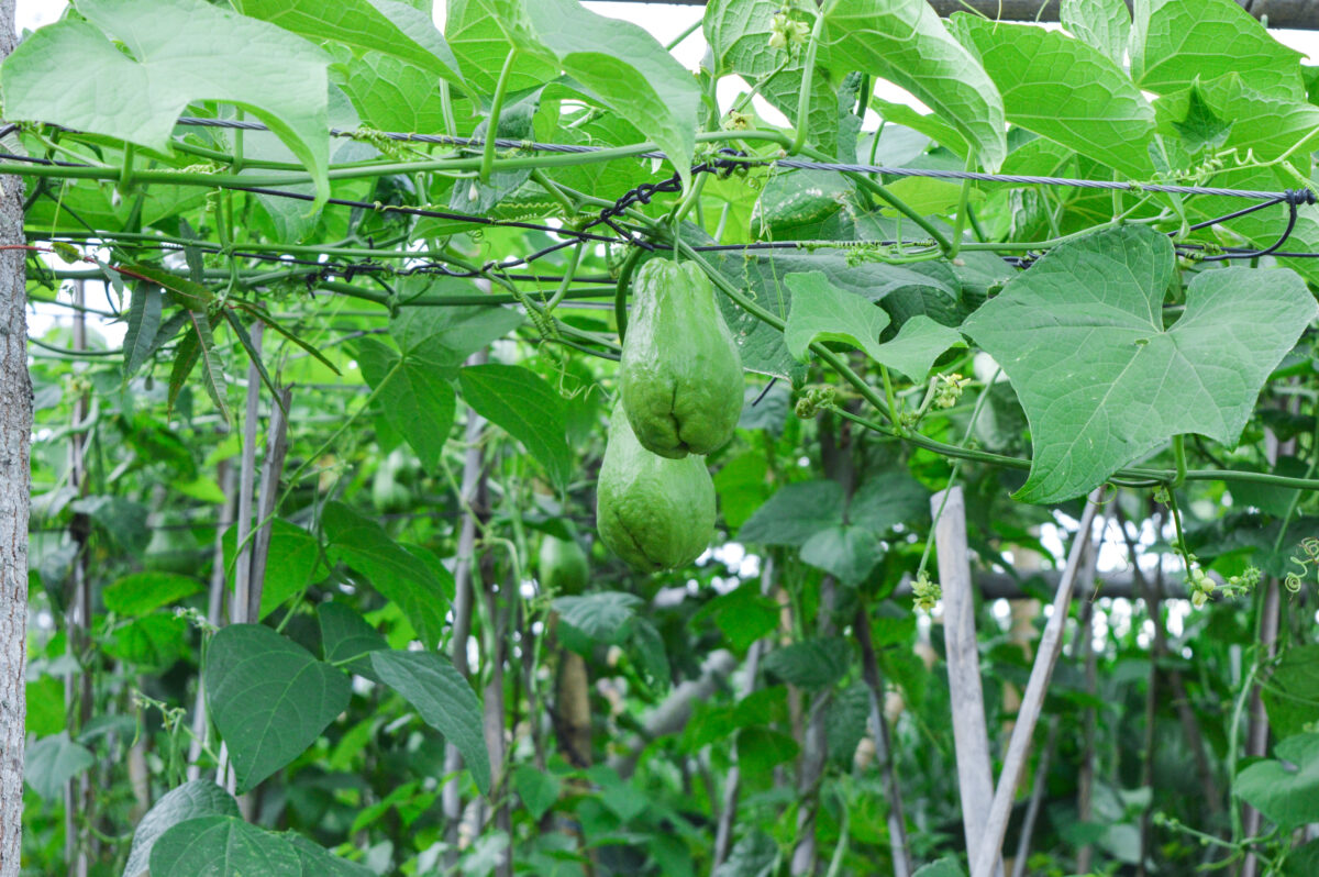 cultivar chuchu