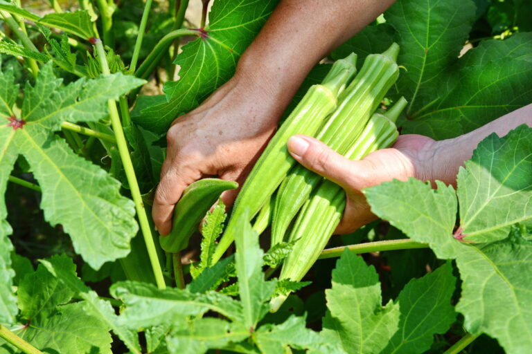 Quiabo no quintal: veja como plantar e colher