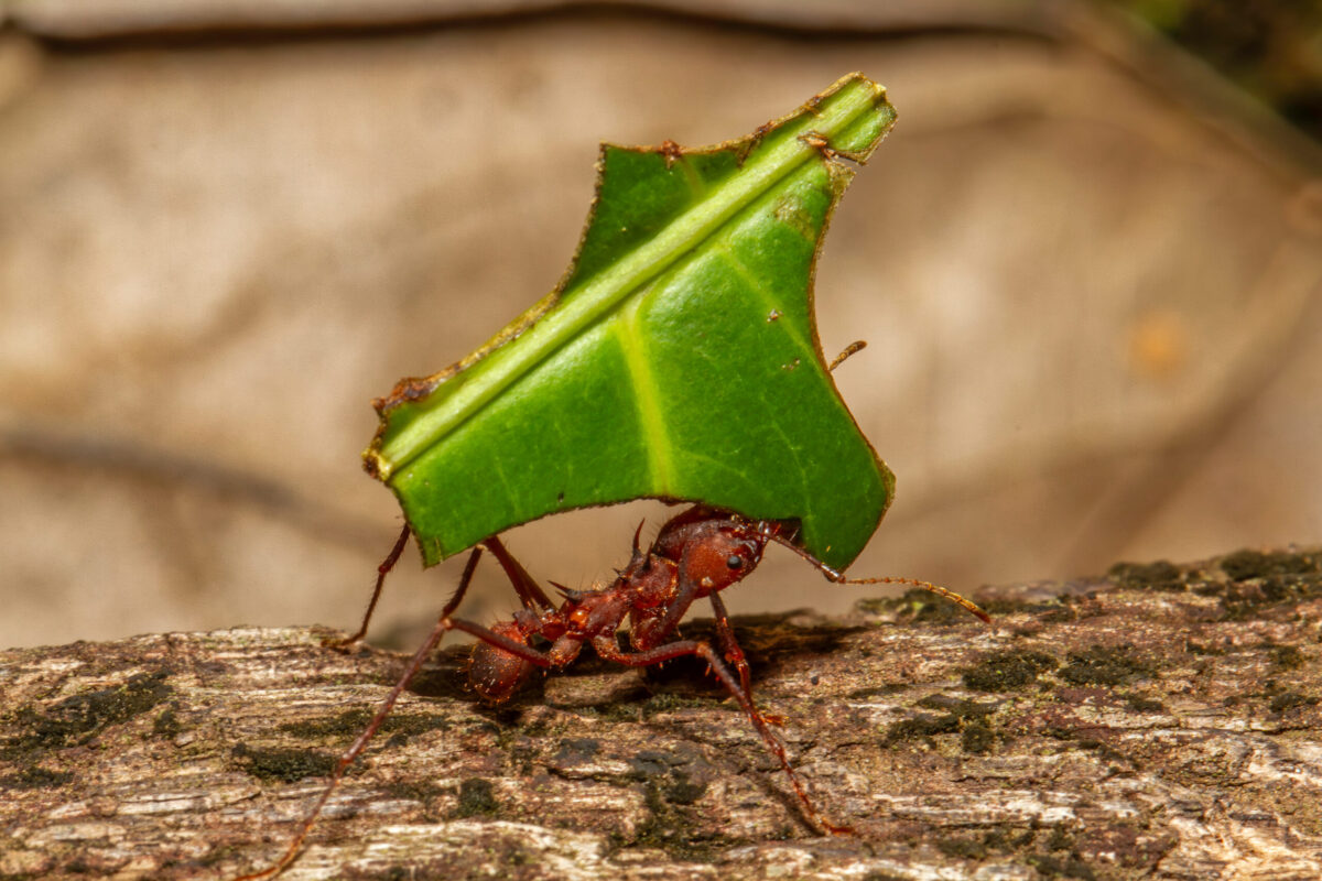 Foto: Adobe Stock