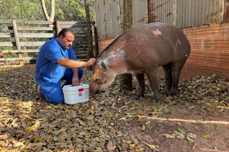 Primeiro animal silvestre vítima de incêndio reforça alerta em SP