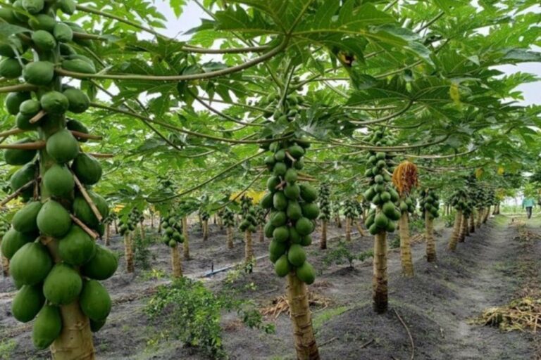 Incra cria primeiro assentamento em terras de devedores da União