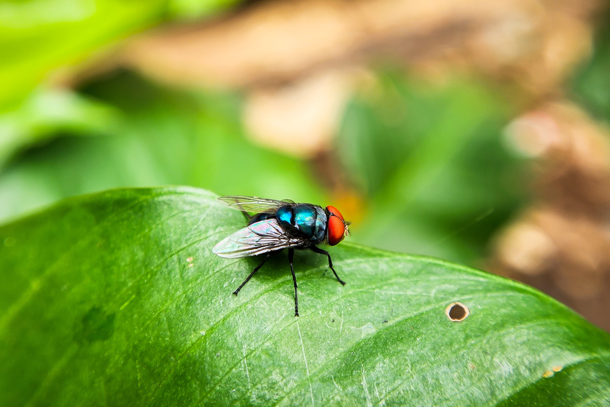 Foto: Adobe Stock