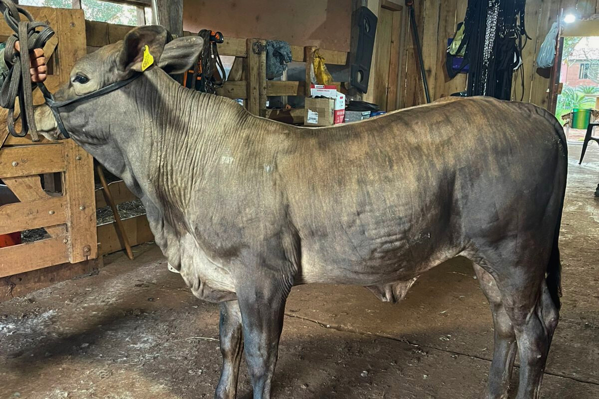 Terneira Guarita TEG 003 da raça Greyman estará na Expointer 2025. Foto: Expointer/Divulgação