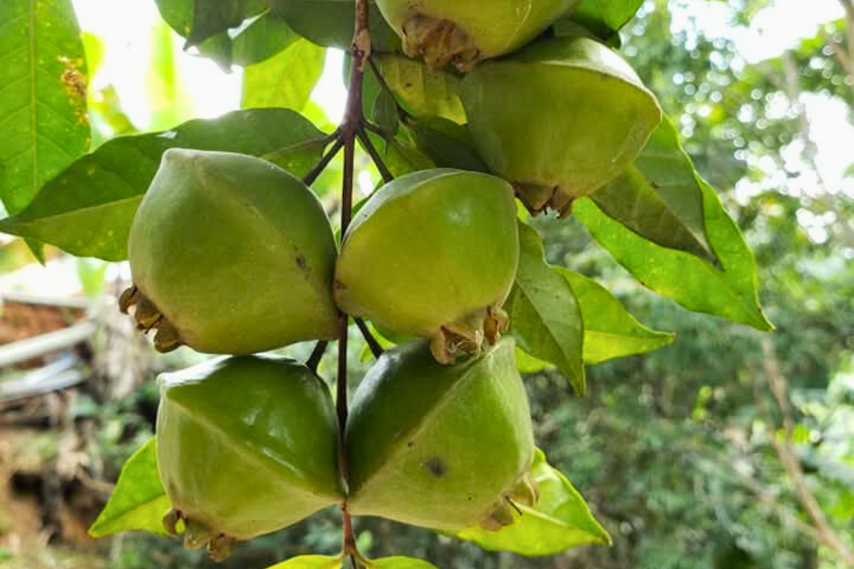 Cambuci