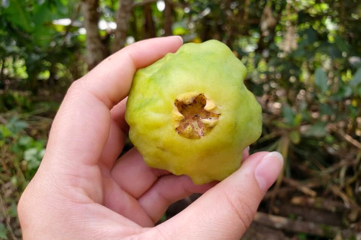 Cambuci