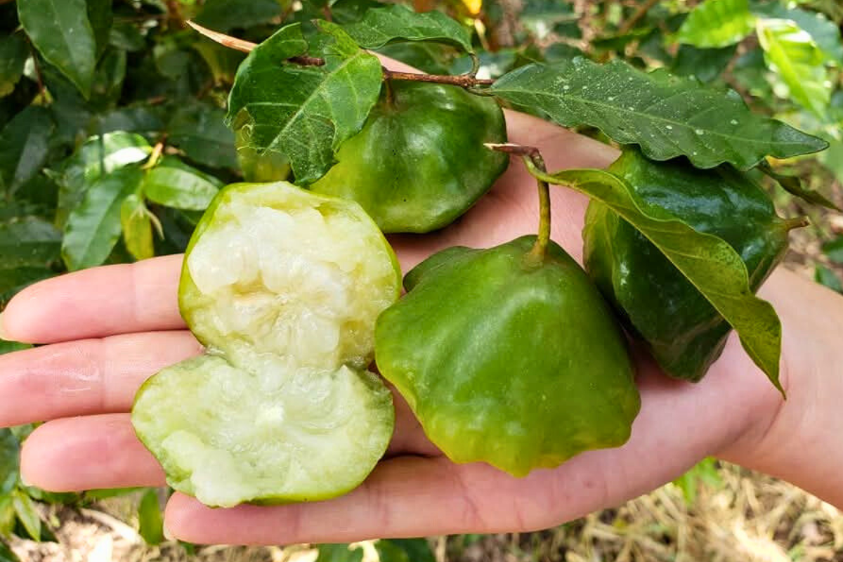Cambuci
