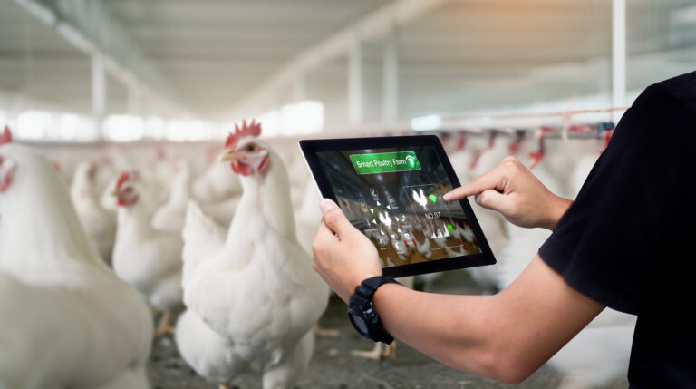 Dia do Avicultor: Brasil reforça liderança mundial com frango e ovos em expansão