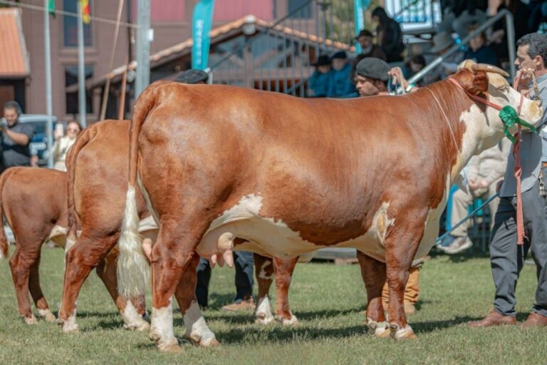 Expointer terá aumento de animais das raças Hereford e Bradford