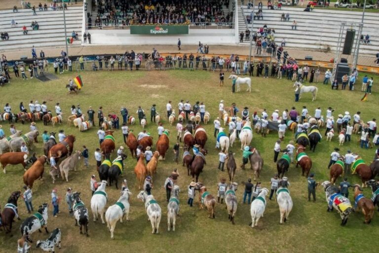 Expointer terá maior número de animais de argola em 12 anos