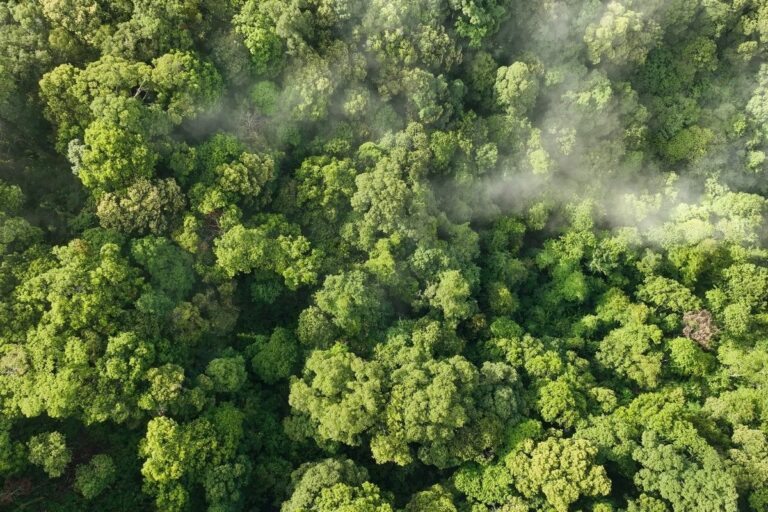 Governo reconhece falhas no Plano Clima e pode mudar texto