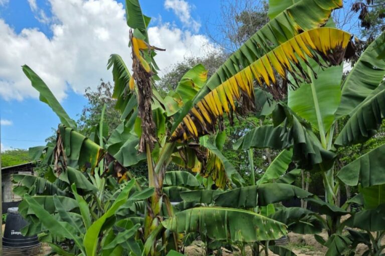 Qual a estratégia brasileira para evitar extinção da banana?