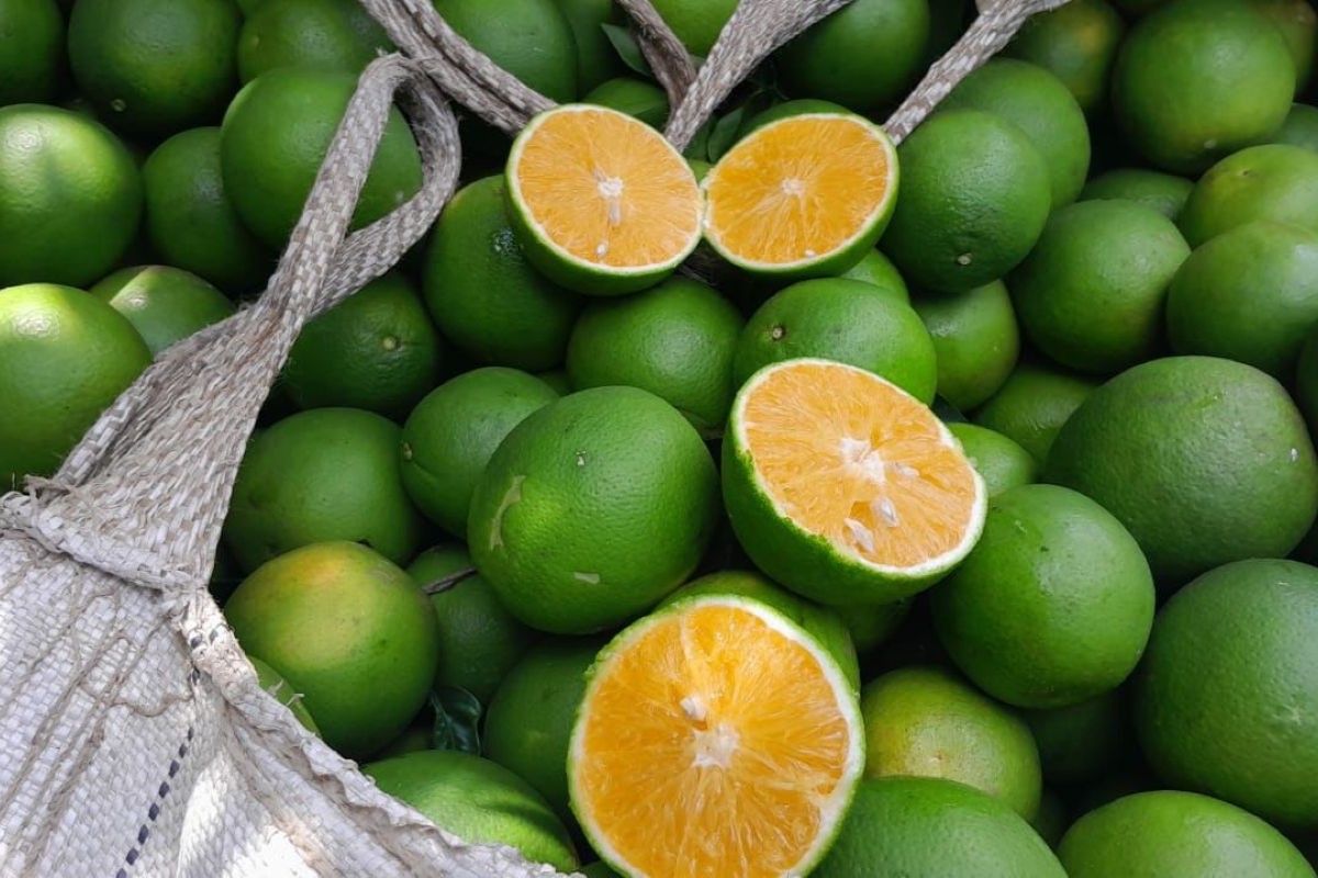Além de déficit de indústrias, dificuldade é a falta de diversificação de espécies | Foto: Rota da Laranja/Divulgação