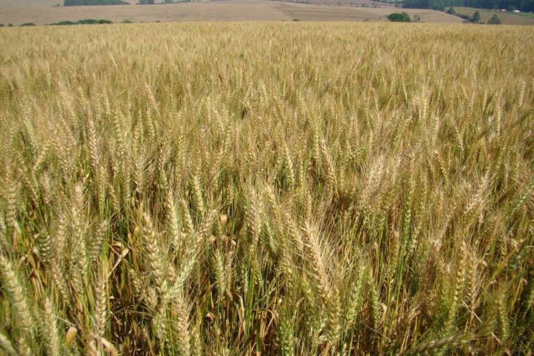 Nova cultivar de trigo promete alta produtividade