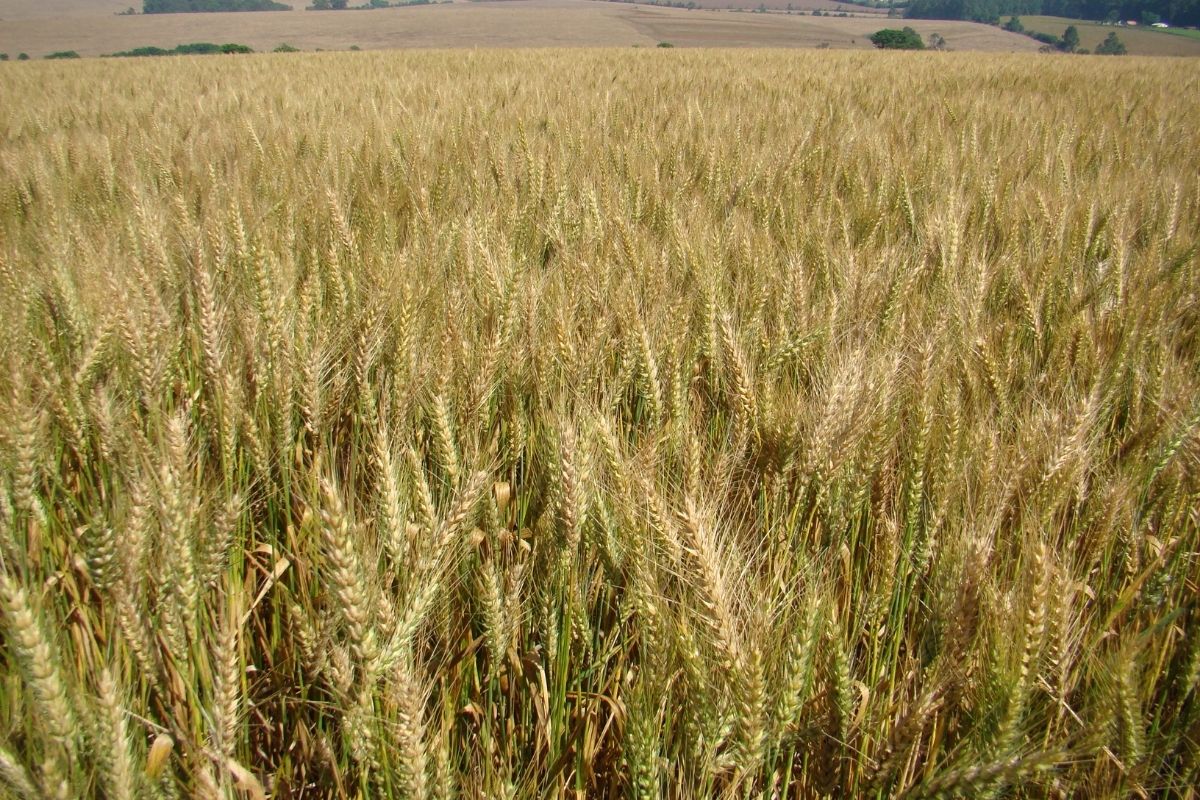 Nova variedade de cultivar de trigo chamada BRS Macuco. | Foto: Embrapa