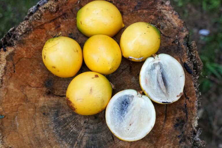 Já provou a fruta amazônica com gosto de sorvete de creme?