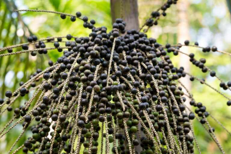 COP 30, em Belém, proíbe açaí e prevê pouca carne vermelha