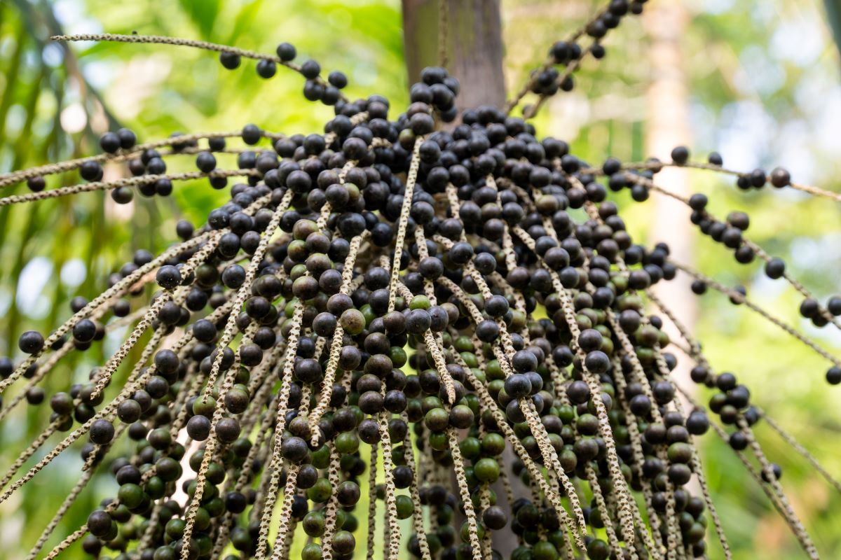 Abundante na Amazônia, açaí está proibido de ser servido durante a COP | Foto: Adobe Stock